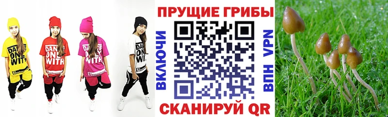 что такое   Яхрома  Галлюциногенные грибы Psilocybe 
